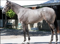 $1.3 Million dollar Unbridled's Song filly