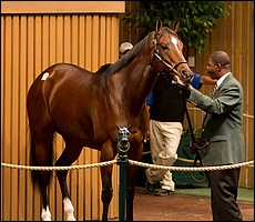 Gypsy's Warning in the sale ring last year at Keeneland, where she sold for $US 1, 050 000. Image: Equisportphotos.com