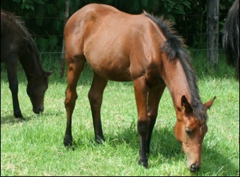 Gypsy Madonna as a weanling - Rathmor Stud