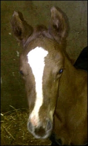 Hadlow's first foal for the season, and in KZN. Image: Cathy Martin