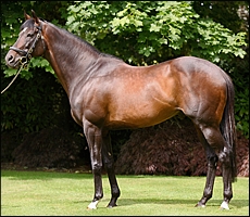 High Chaparral, sire of Golden Sword. Image: Coolmore Stud