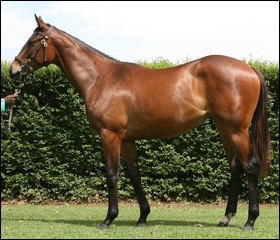 Lot 85 by Kahal from Summerhill Stud, sold to A Laird Racing for R150 000. Family of Variety Club