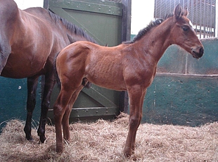 Mogok colt out of Jumeirah Beach, a half-sister to Circle Of Life and Zebra Crossing, by Jallad. Image: Brad McHardy