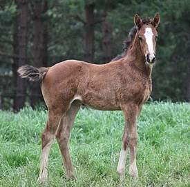 Just As Well filly out of a Jet Master mare, Roski Stud. Image: Juli Royden-Turner