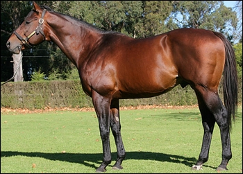 Kahal, consistently top of the South African Sires Log, finishing third this year. Image: John Lewis