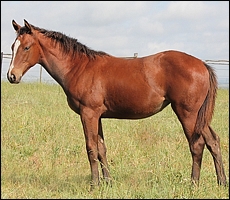 A.P. Answer weanling, photo taken January 2012. The filly is out of Kali Mist, by Rakeen, at Clifton Stud. Image: Candiese Marnewick