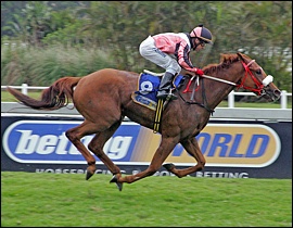 Michael Holmes Bloodstock Shongweni Sale 2012 Horses-In-Training - Results