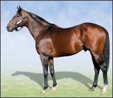 King Of Kings(IRE), sire of King's Chapel. Stands at Clifton Stud.