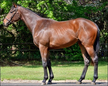 R1,5 million filly Mystical Star, bred and consigned by Summerhill Stud. Image: Summerhill Stud