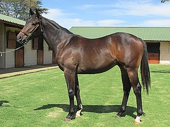 Lot 156 out of Flying Affair by Allied Flag, Clifton Stud.