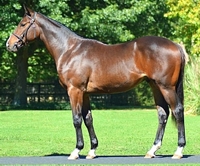 Lot 223 Attestation, by Admire Main. Image: Summerhill Stud