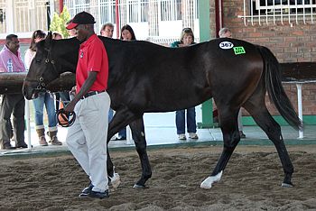 Serene Response by A.P. Answer sells for R200 000 from Clifton Stud. Image: Candiese Marnewick.