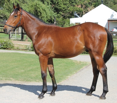 Lot 69 by Curved Ball. Image: Klawervlei Stud