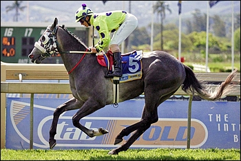 Luxardo, winning his maiden by five lengths at Scottsville. Image: Gold Circle