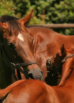 Merriment with her Atso foal. Image: Ian Todd