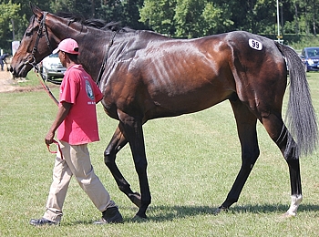 Spectroscope, a son of Spectrum, Lot 99. Image: Candiese Marnewick