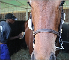 Grooming and preparation of the yearlings. Image: Candiese Marnewick
