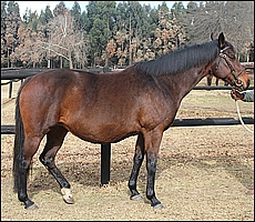 Model K, the top-selling broodmare - dam of Mannequin (by Kahal), in foal to Kahal. She sold for R280 000. Candiese Marnewick