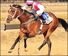 The Mouseketeer, bred by Bush Hill Stud, galloping to victory last year in the Emerald Cup. Image: sportingpost.co.za