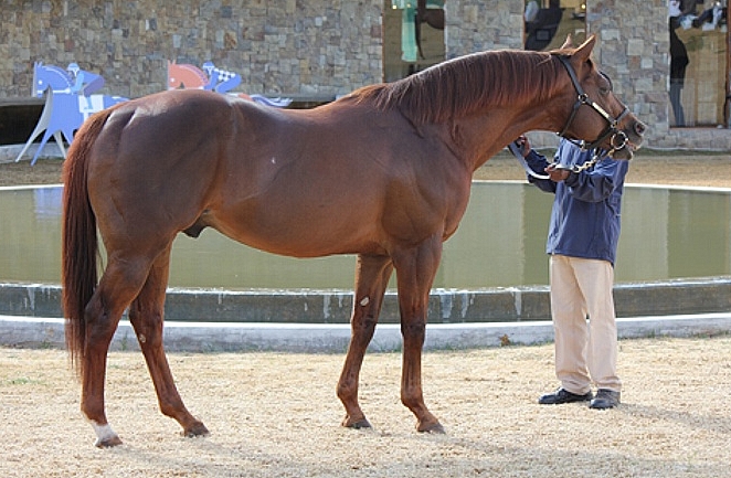 Muhtafal, pictured at Summerhill Stallion Day in 2012. Image: Candiese Marnewick