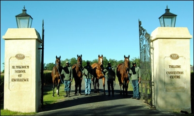 From Left to Right: Vangelis, Hear The Drums, Senor Santa and Amphitheatre at Champion Breeders' Summerhill Stud (Photo : Leigh Willson)