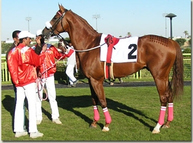 Paris Perfect, placed 3rd in the Gr1 Dubai World Cup.