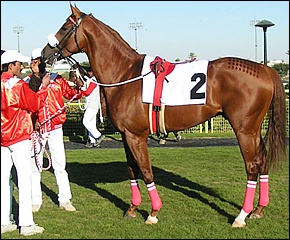 Paris Perfect by Muhtafal, placed third in the 2009 Dubai World Cup. Image: Google Images