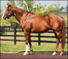 Plan, full-brother to Carpocrates at stud in Canada. Image: Adena Springs Farm