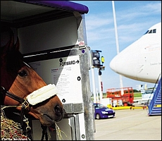 Thoroughbred waiting to be loaded into the plane. Image: Getty Images