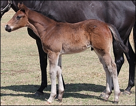 Just As Well - Qui Sera by Qui Danzig. Image: Roski Stud