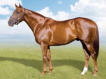 Summerhill-bred Rebel King, leading Two Year Old Sire in South Africa. Image: Klawervlei Stud