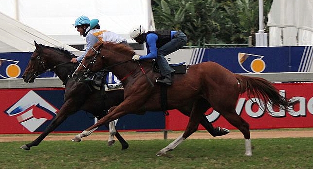 Risky Rosco working with Puntas Arenas in the 2013 VDJ Gallops. Image: Candiese Marnewick