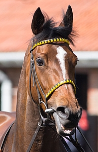 Rizeena. Image: racehorsephotos.co.uk