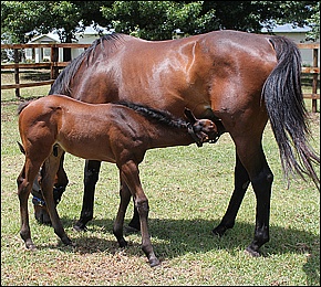 A magnificent Kahal colt named Roubini - an American economist held in high regard by Alec Hogg - the colt's owner and breeder from Graceland Farm in Mooi River.