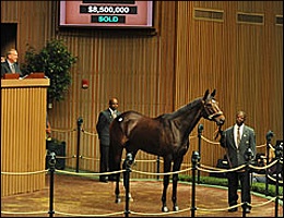 Royal Delta in the Sale Ring - Image: bloodhorse.com