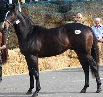 A yearling colt by Alami at the KZN Yearling Sales 2011. Image: Candiese Marnewick/MMVII