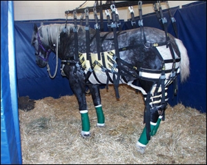 Horse in a sling. Note the padded walls too. Image: Bosch Hoek Equine Hospital