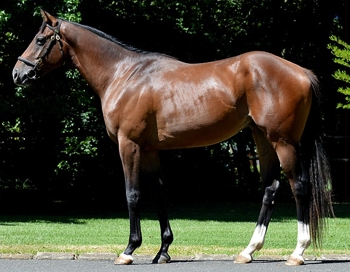 Son Of The Sea, sold for R140 000. Image: Summerhill Stud