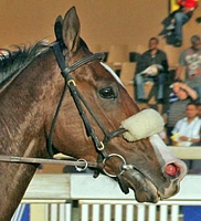 Star Empire, winning when he raced in South Africa. Photo: Gold Circle