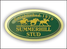 Brave Tin Soldier(USA) First Foals At Summerhill Stud