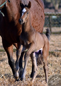 The first KZN foal of the season, a filly A.P. Arrow. Image: Summerhill Stud