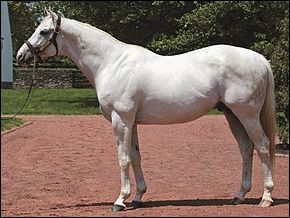 Tapit by Pulpit - Tap Your Heels by Unbridled