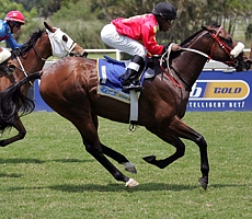 Tetelestai bred by Bush Hill Stud, winning the Pinnacle Stakes at Clairwood yesterday. Image: Gold Circle