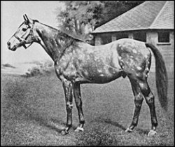 The Tetrarch (1911 - 1935). A grey with unusual patches all over his body. Undefeated Irish Racehorse and influential sire. Voted Britain's Two Year Old of the 20th Century