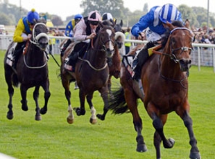 The Apache in the blue and yellow silks with white noseband, finishing fourth in the Gr 2 York Stakes. Image: racingpost.com