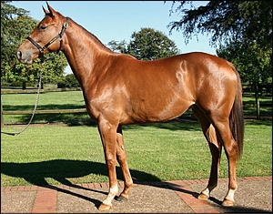 Too Much Fun, bred by Backworth Stud, sold for R140 000. Image: Backworth Stud