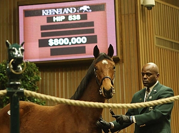 Spectrum Grand-Daughter Up Sells For $2.2 Million At Keeneland