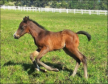 Backworth's Var colt, out of In Camera by Caesour. Image : Pippa Mickleburgh