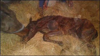 Visionaire's first foal born at Graceland Farm last night. Photo: Alec Hogg