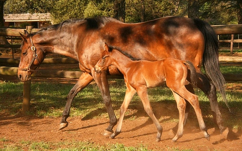 War Echo with her Kahal colt. Image: Ian Todd